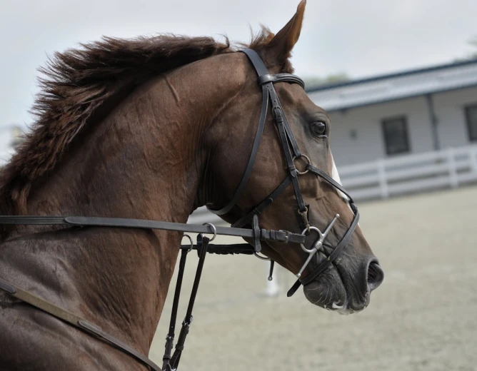 1. Funny Cowgirl Captions for Instagram for Horse Lovers 100+ Funny Cowgirl Captions for Instagram: Yeehaw Your Way to Viral Fame