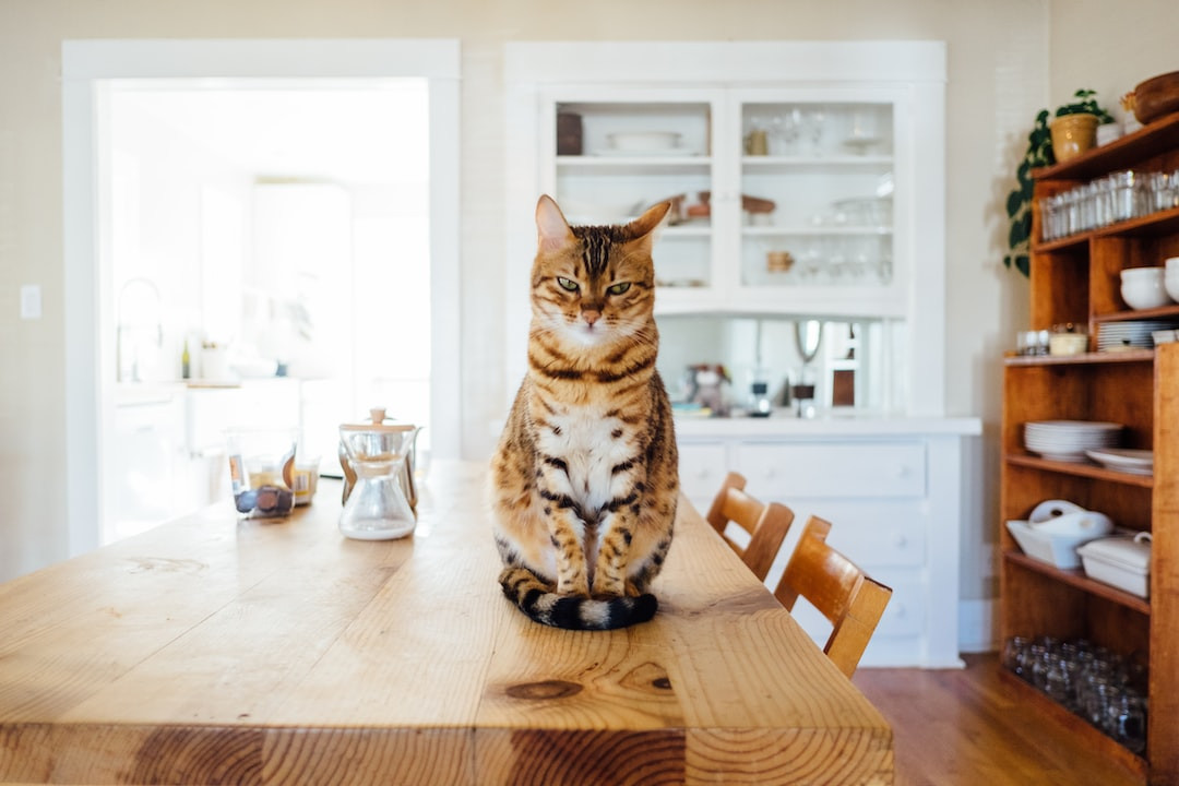 Cat eating from slow-feed bowl to enhance health.