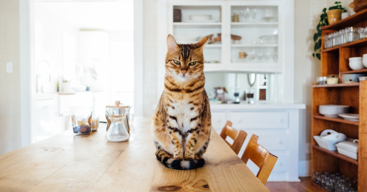 Cat eating from slow-feed bowl to enhance health.