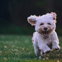 100+ Friday Dog Captions for Instagram: Paw-some Weekend Vibes 100+ Friday Dog Captions for Instagram: Paw-some Weekend Vibes