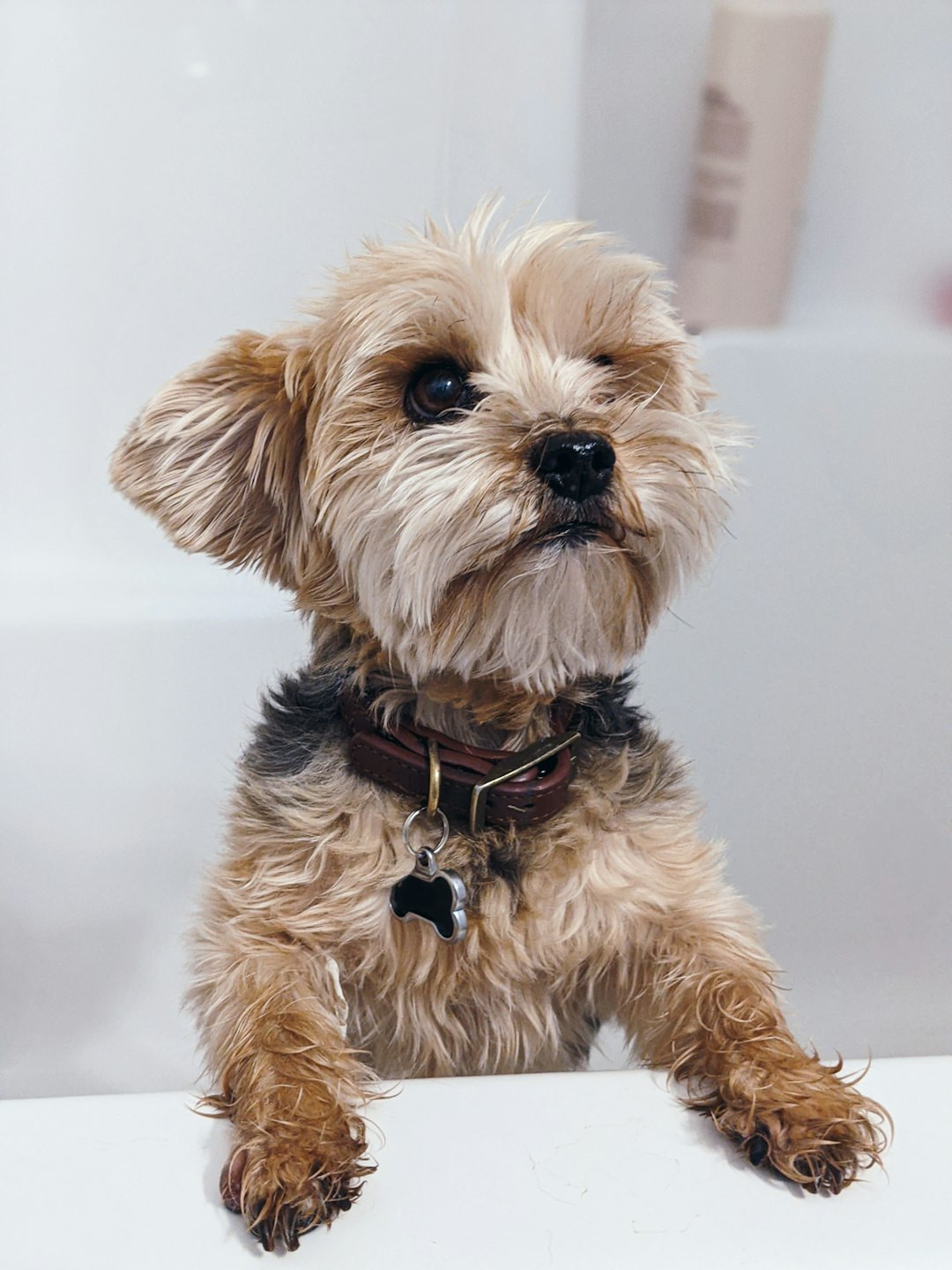 17. Bedlington Terrier – $4,000