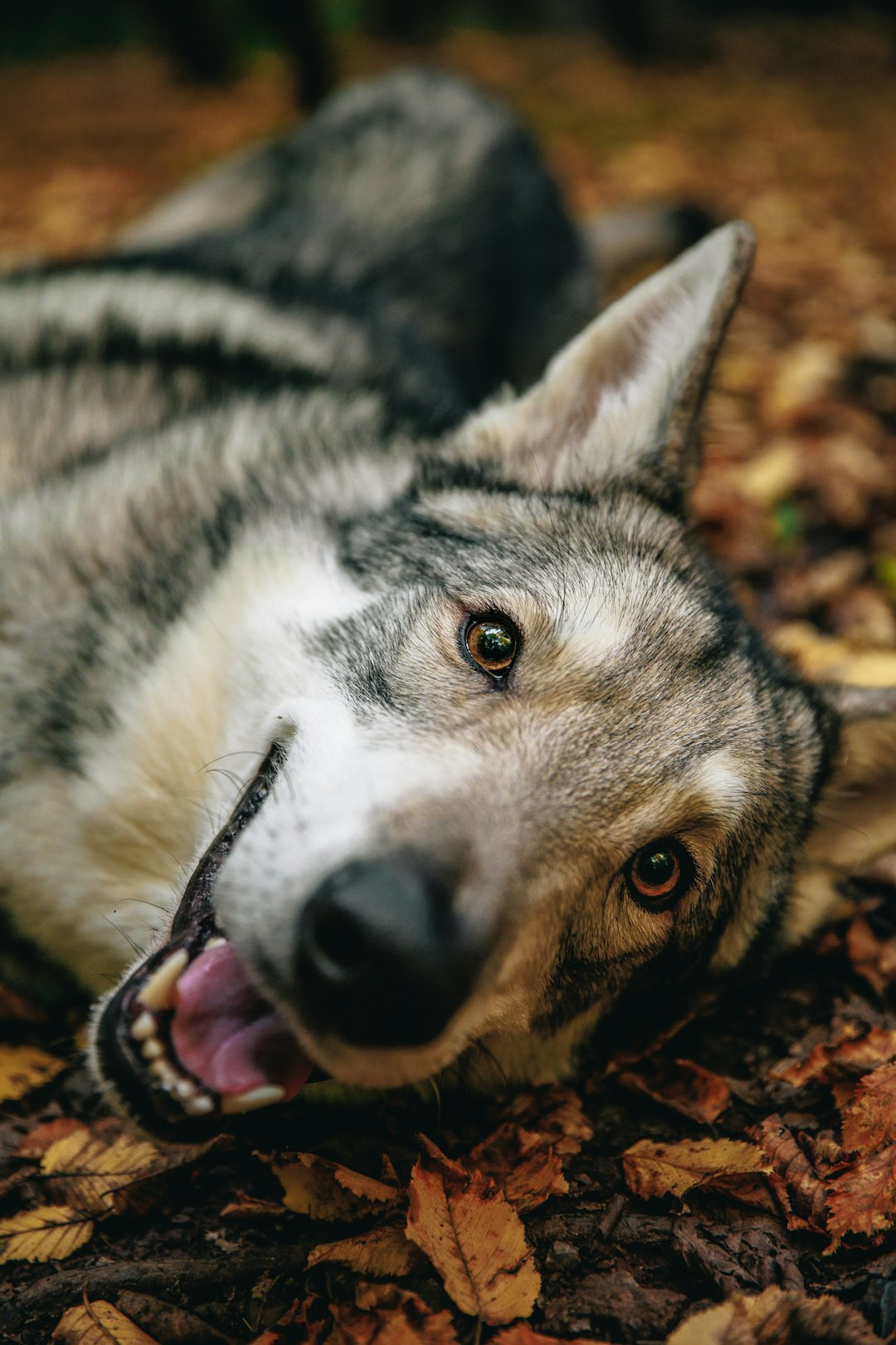 18. Irish Wolfhound – $3,000