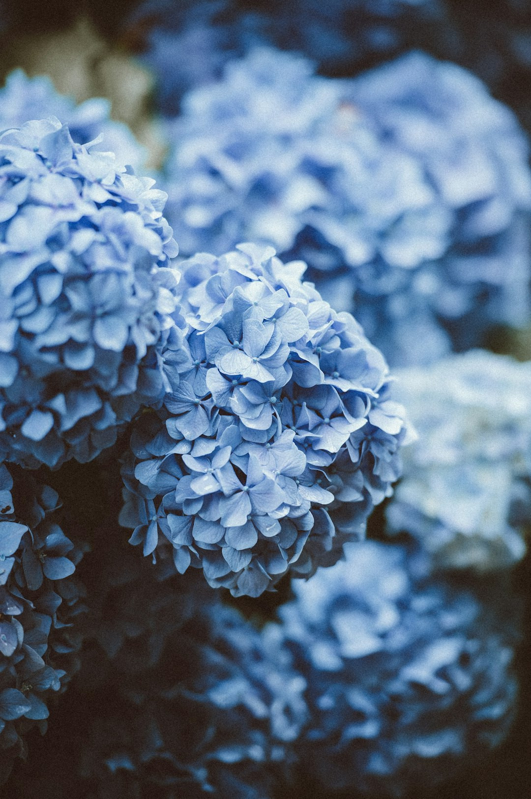 3 Dwarf Hydrangea Varieties to Try Grow a Dwarf Hydrangea in Pots and Small Spaces: Expert Tips for Lush Blooms