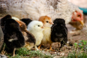 "Poultry Temperature Guide For Healthy Chick Rearing Infographic"
