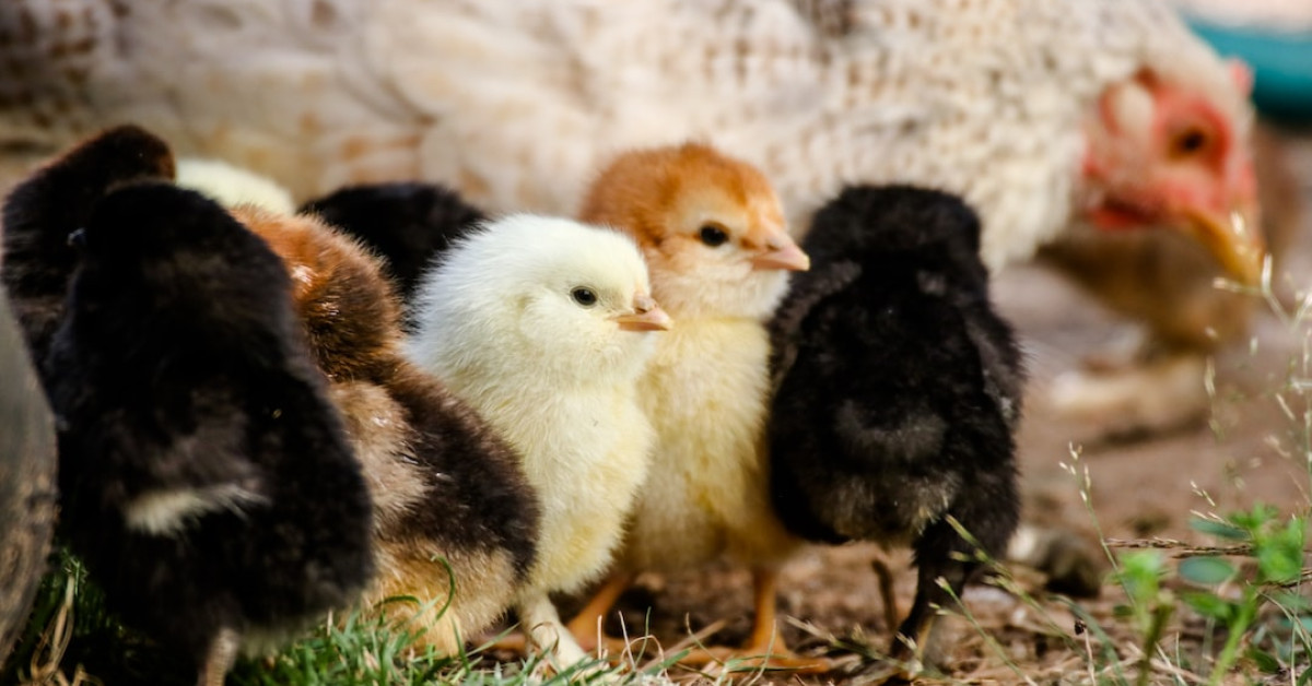 Poultry Temperature Guide for Healthy Chick Rearing Infographic