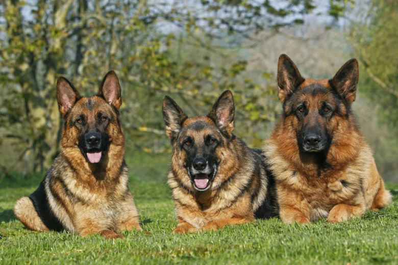 German Shepherd