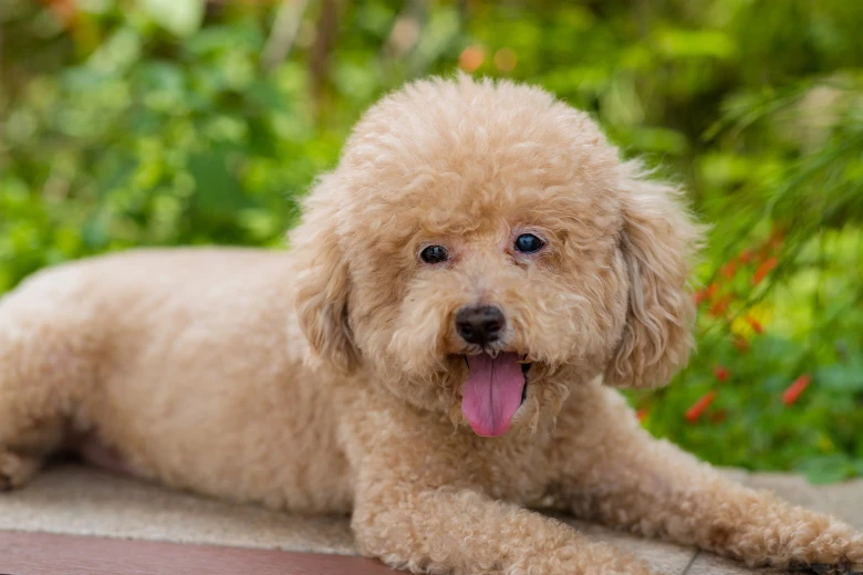 Poodle
