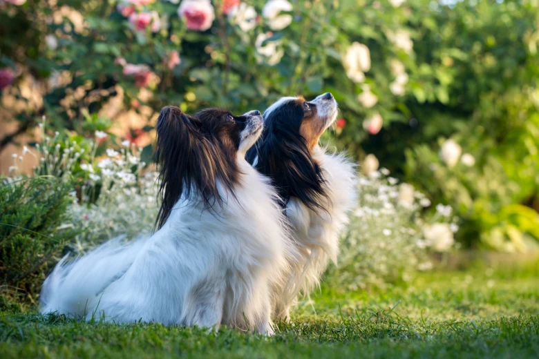 Papillon pitbull