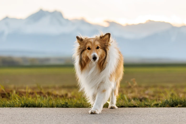 Shetland Sheepdog pitbull