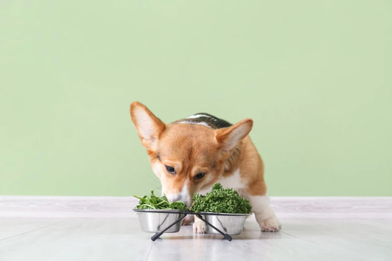 Are All Types of Cabbage Good For Dogs