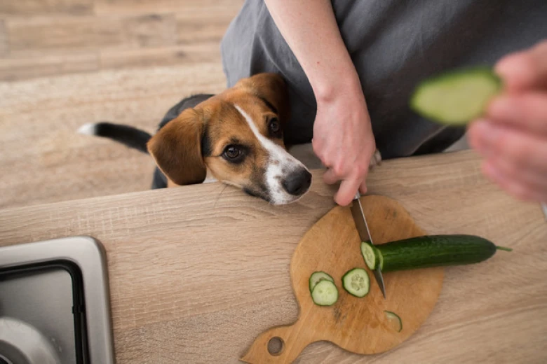 How To Feed Dogs Cabbage? Can My Dog Eat Cabbage? Discover The Surprising Benefits
