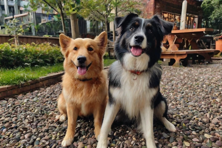 Are These Dogs Good for Families? 👪 Bea Tzu Dog