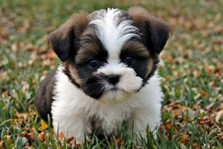 Bea-Tzu Puppies Bea Tzu Dog