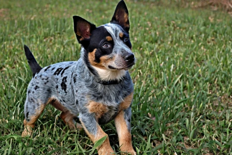 Blue-Tzu Heeler Activity Requirements Blue Tzu Heeler