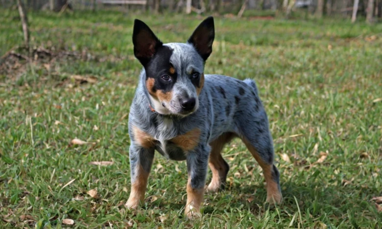 Blue Tzu Heeler Breed Overview Blue Tzu Heeler