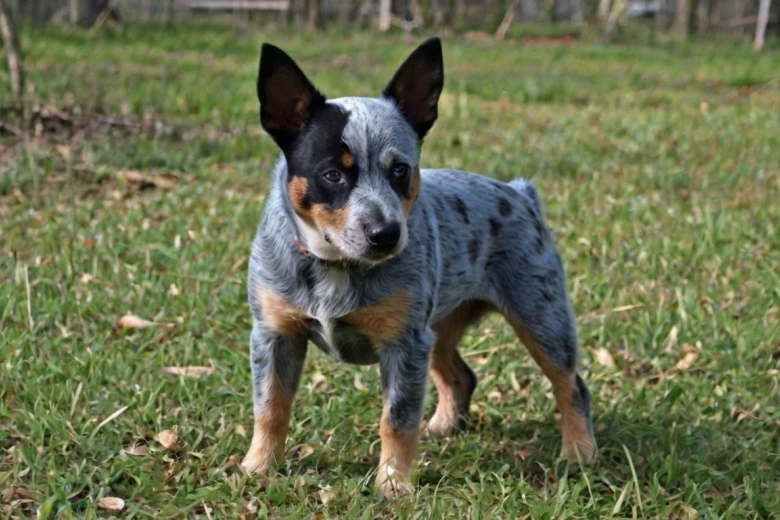 Blue Tzu Heeler Breed Overview Blue Tzu Heeler