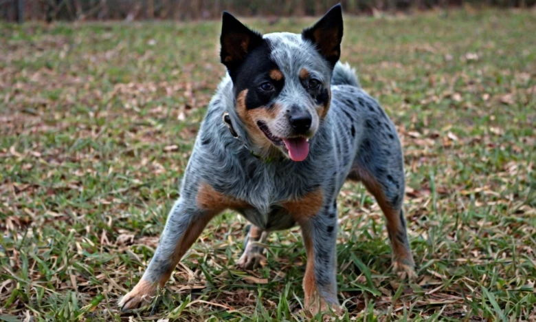 Blue Tzu Heeler Characteristics Blue Tzu Heeler