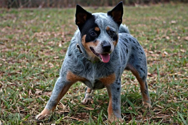 Blue Tzu Heeler Characteristics Blue Tzu Heeler