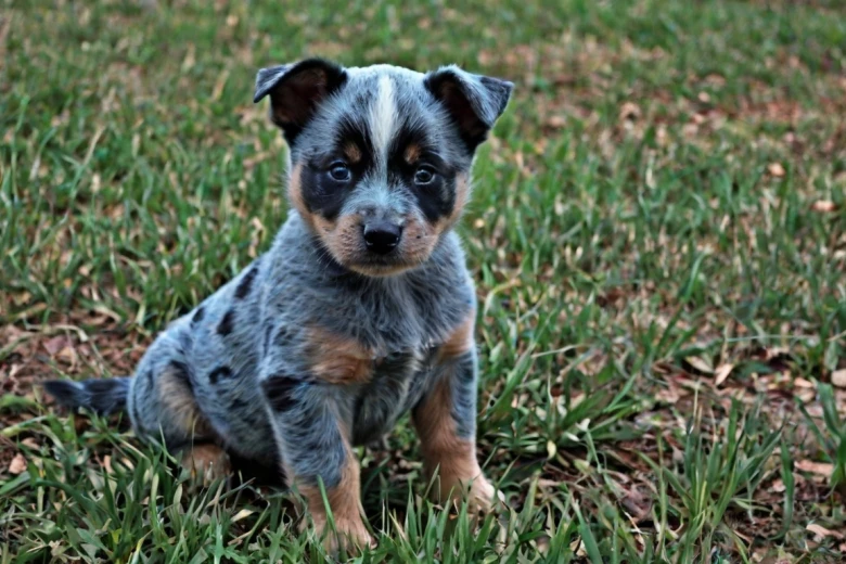 Blue-Tzu Heeler Puppies Blue Tzu Heeler