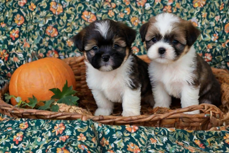 Boshih Puppies BoShih