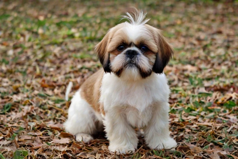 Cava Tzu Breed Overview Cava Tzu