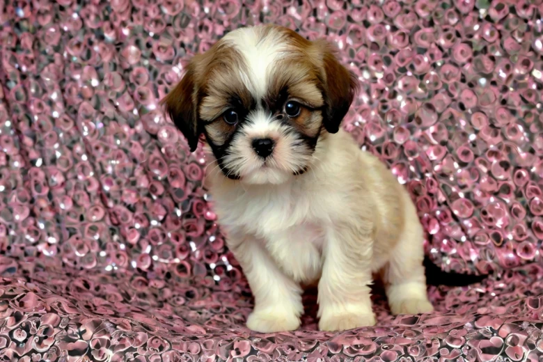 Cava Tzu Puppies Cava Tzu