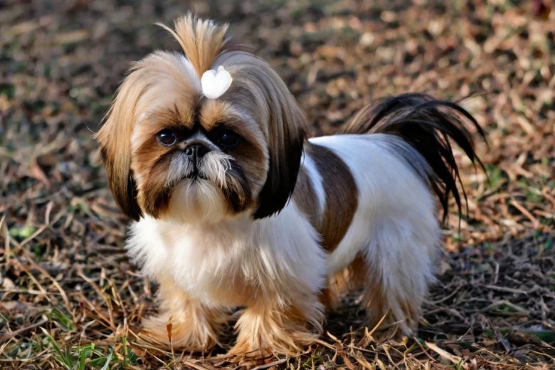 Cock-A-Tzu Breed Overview Cock-A-Tzu