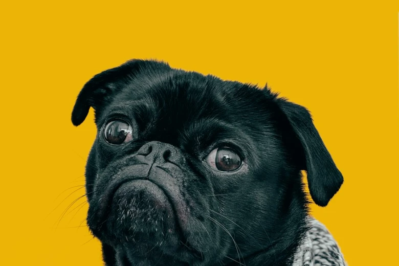 6. Friday Dog Captions for Instagram for Pet Parent Moments 100+ Friday Dog Captions for Instagram: Paw-some Weekend Vibes