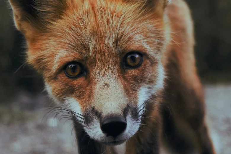 8. Instagram Captions About Colorado for Wildlife Enthusiasts 100+ Instagram Captions About Colorado: Stunning Sceneries & Adventure Awaits