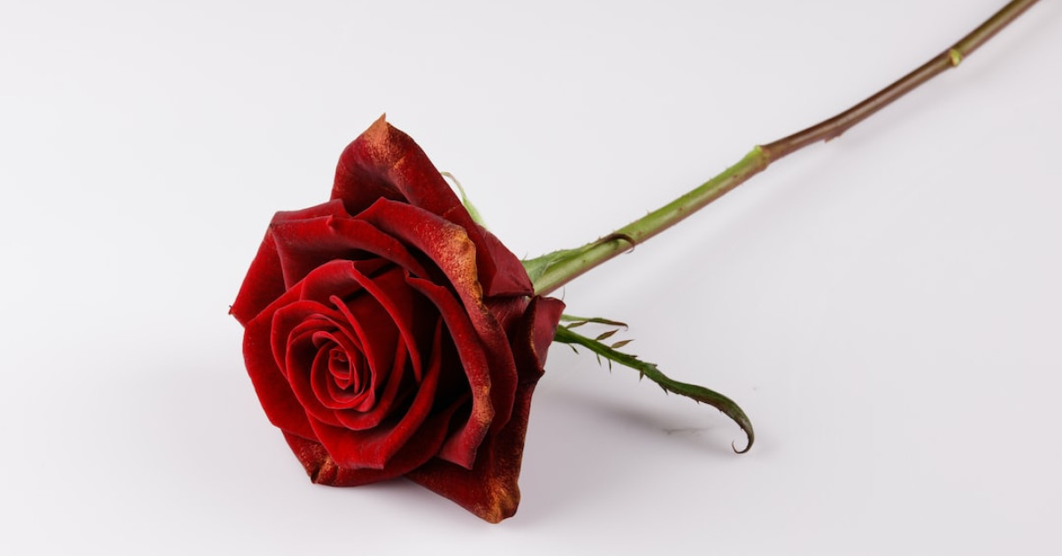 Dokkan 8th Anniversary Festive Battle Celebration Banner.