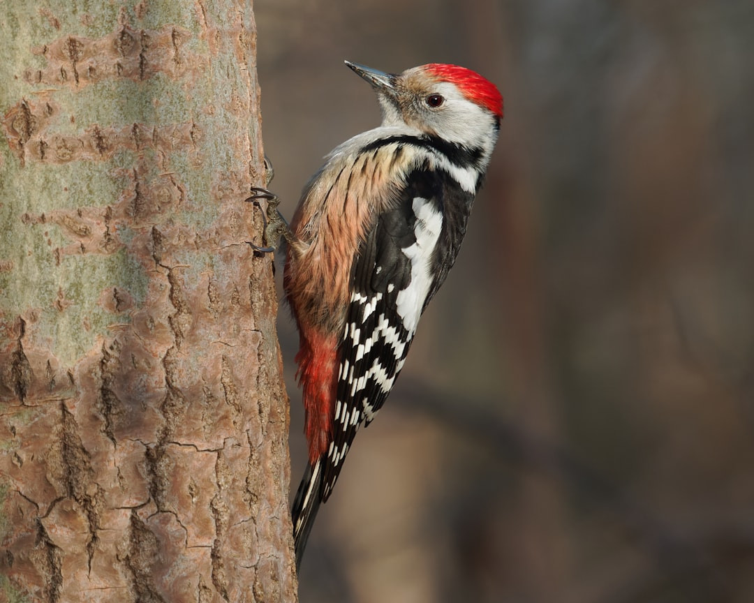 American Three-toed Woodpecker Types Of Woodpeckers In Wisconsin Complete Guide: Discover 10 Unique Species