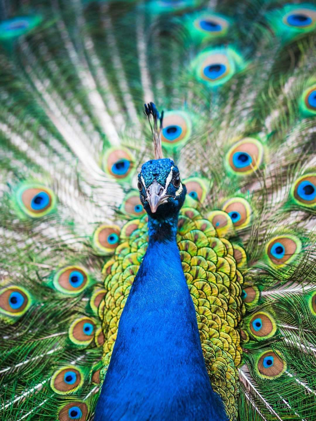 Are peacocks protected? How Long Do Peacocks Live? Unveiling the Fascinating Peacock Lifespan