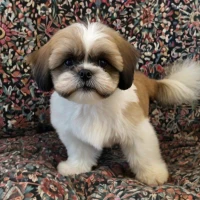 Are Shih Tzu Mixes Hypoallergenic? Discover Allergy-Friendly Breeds! Are Shih Tzu Mixes Hypoallergenic? Discover Allergy-Friendly Breeds!