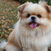 Are Shih Tzu Pomeranian Mix Hypoallergenic? Discover the Truth Today! Are Shih Tzu Pomeranian Mix Hypoallergenic? Discover the Truth Today!
