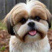 Are Shih Tzus More Aggressive Than Other Dogs Discover the Truth Here Are Shih Tzus More Aggressive Than Other Dogs Discover the Truth Here
