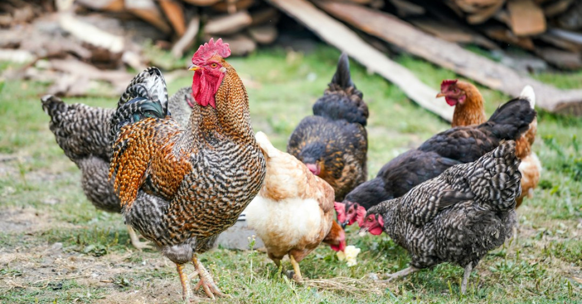 Baked chicken taquitos with colorful vegetable filling on plate.