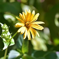 Chickens pecking at nutrient-rich banana peels Chickens pecking at nutrient-rich banana peels