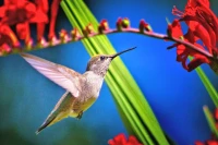 Bee-proof hummingbird feeder guide on garden background.