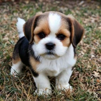 Bea-Tzu (Beagle & Shih Tzu Mix): Ultimate Care Guide with Pictures & Info Bea-Tzu (Beagle & Shih Tzu Mix): Ultimate Care Guide with Pictures & Info