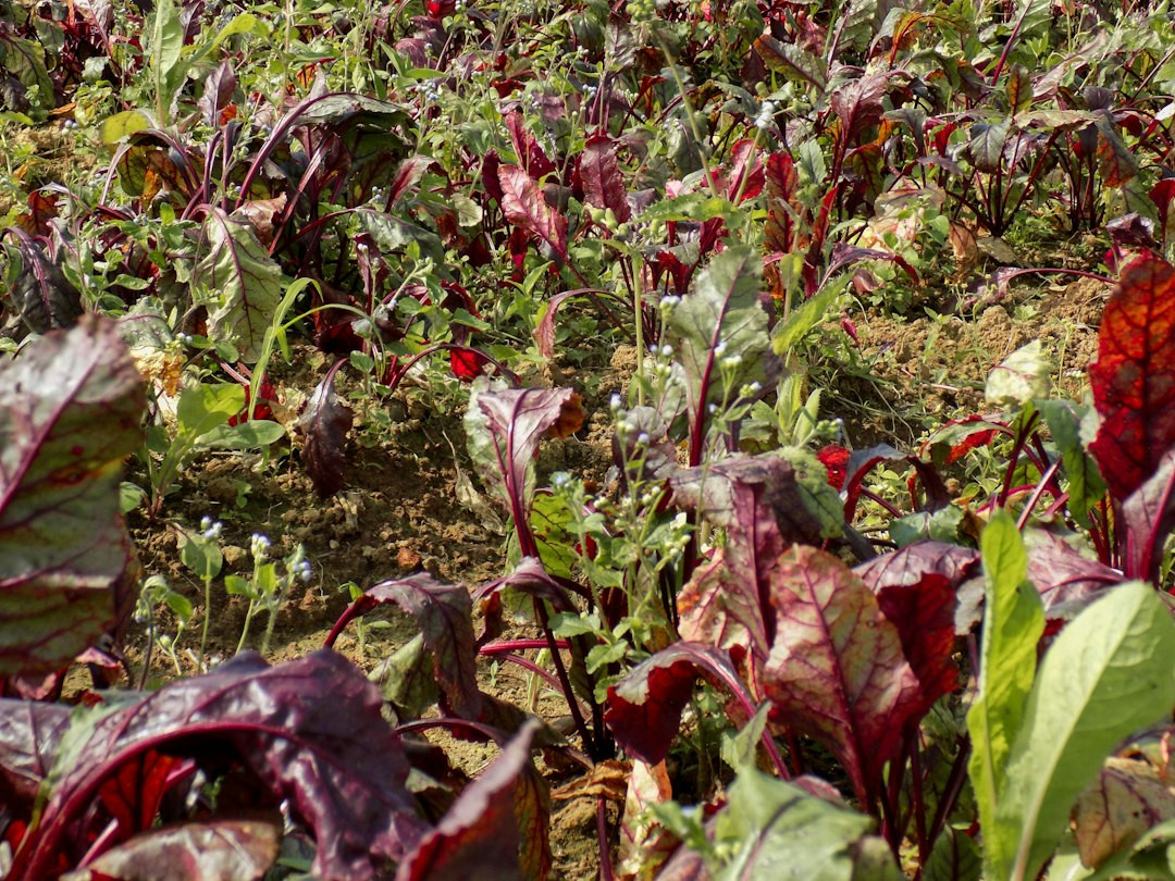 Vibrant beet puree on white background - garden fresh essence.