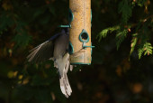 "Blue Jays Perched Among Leaves, Showcasing Their Colorful Plumage."