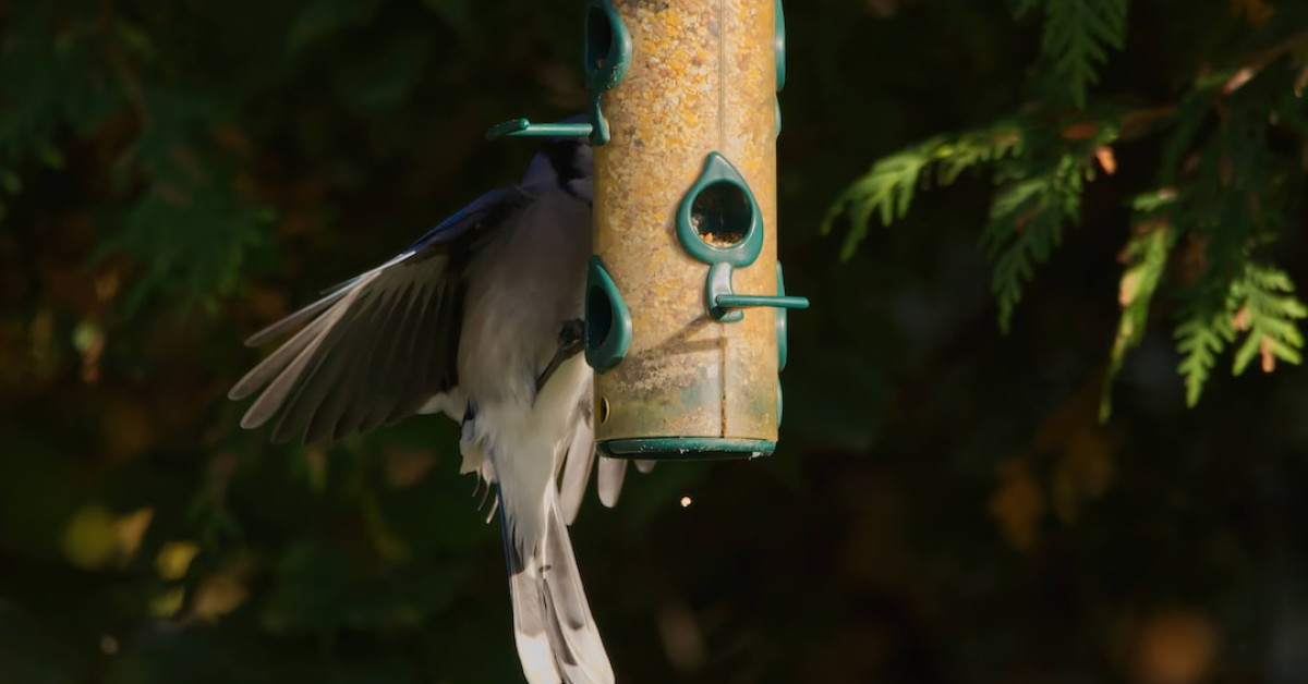 Blue Jays perched among leaves, showcasing their colorful plumage.