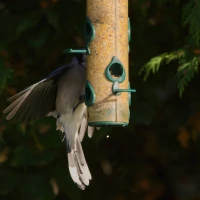 Blue Jays perched among leaves, showcasing their colorful plumage. Blue Jays perched among leaves, showcasing their colorful plumage.