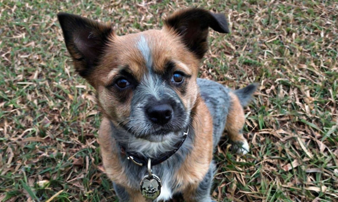 Blue-Tzu Heeler: Fascinating Info, Stunning Pics, Must-Know Facts