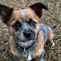 Blue-Tzu Heeler: Fascinating Info, Stunning Pics, Must-Know Facts Blue-Tzu Heeler: Fascinating Info, Stunning Pics, Must-Know Facts
