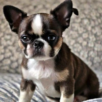 Best 300+ BoShih Names of 2024: Ideal Picks for Your Mix Best 300+ BoShih Names of 2024: Ideal Picks for Your Mix