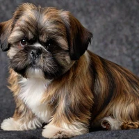 Brindle Shih Tzu: Discovering the Unique Charm of This Rare Breed Brindle Shih Tzu: Discovering the Unique Charm of This Rare Breed