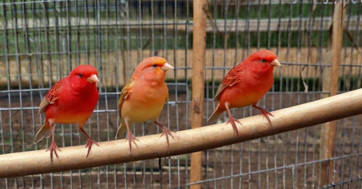 Buying and Selecting Red Canaries: Expert Tips for Perfect Pet Choice