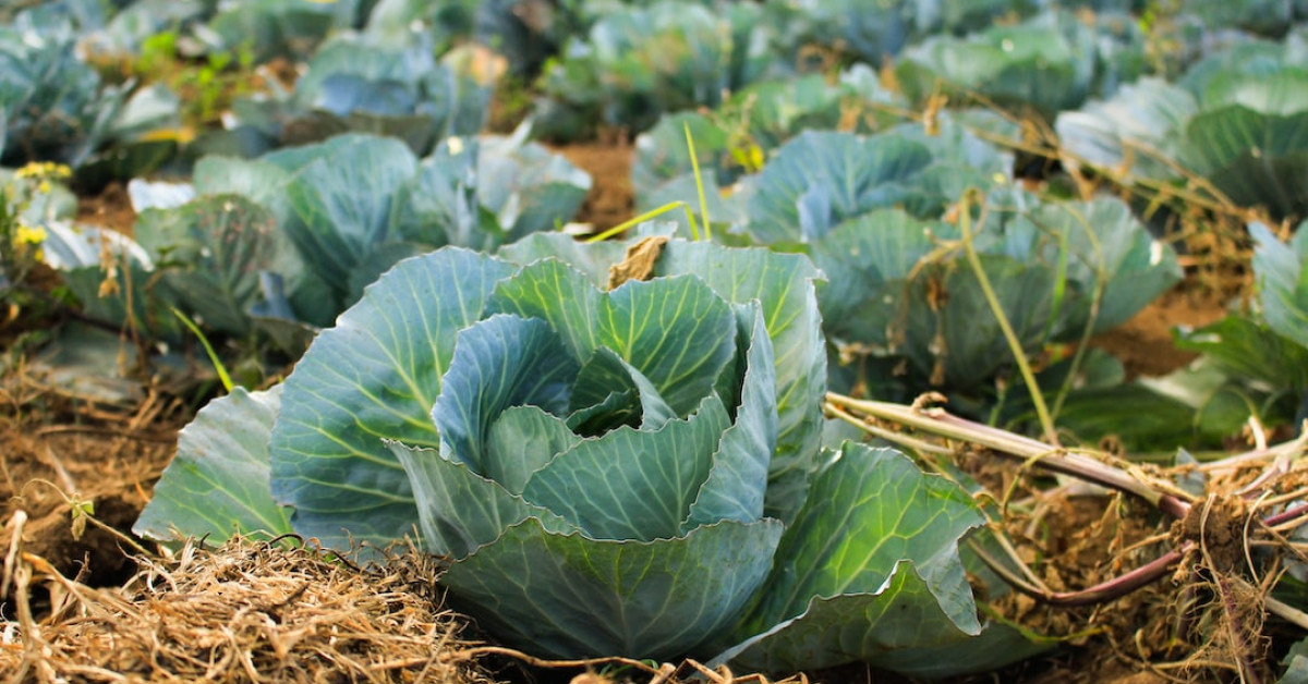 Cabbage Roll dish, flavorful and ready to eat.