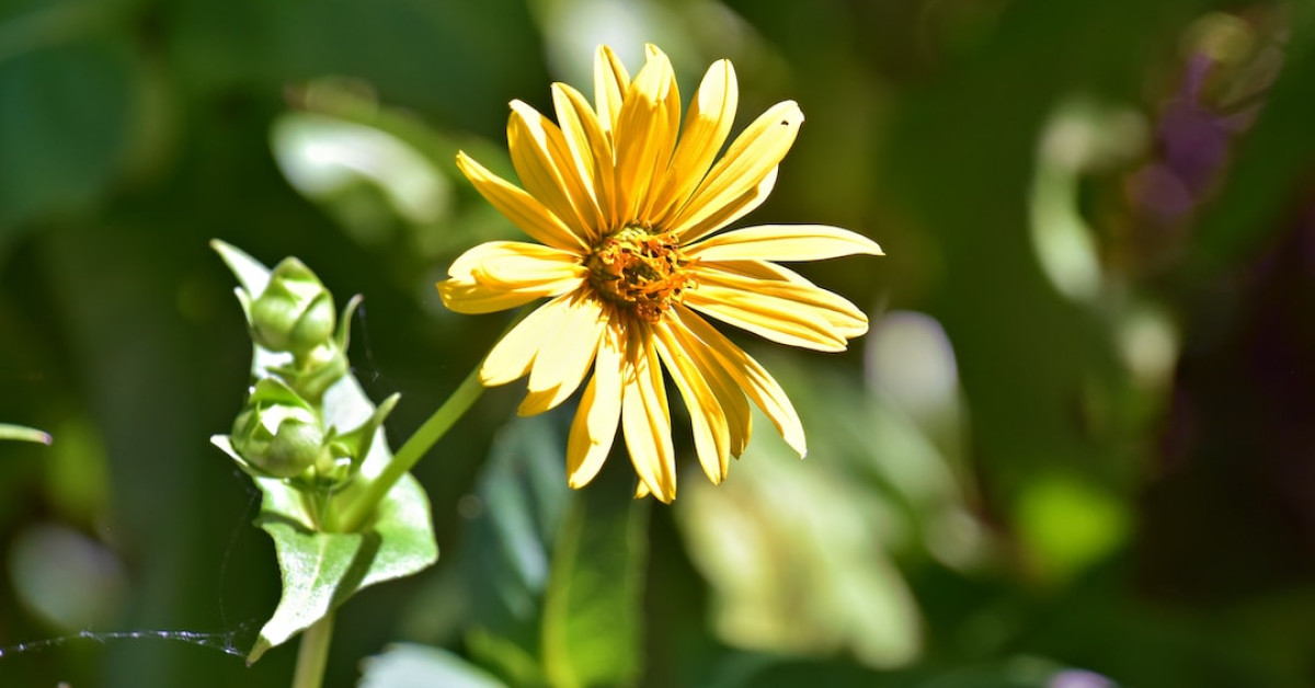 Chickens pecking mango to illustrate mango as chicken feed.